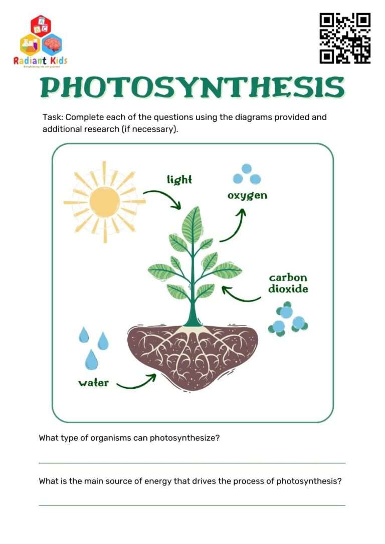 photosynthesis worksheet for grade 4